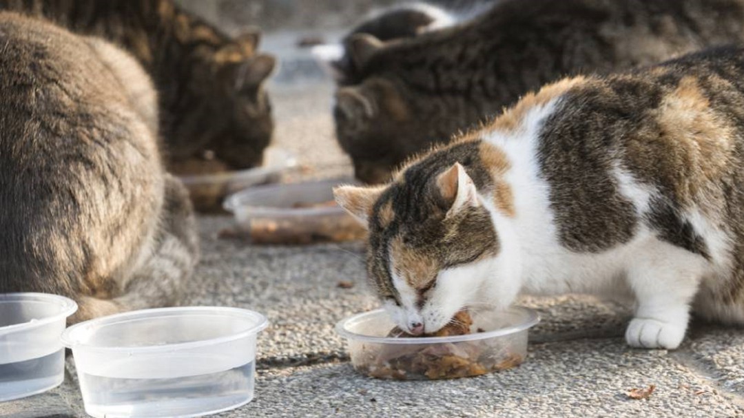 Animalistas piden al Concello que amplíe el programa de control de gatos