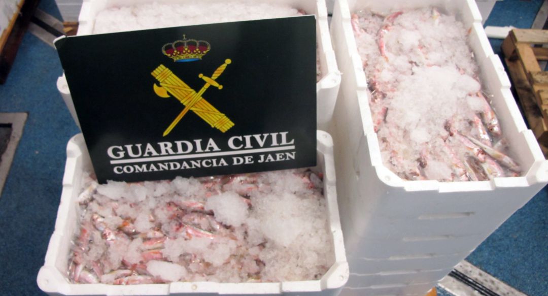 Salmonetes intervenidos por la Guardia Civil en Guarromán. Salmonetes intervenidos por la Guardia Civil en Guarromán.