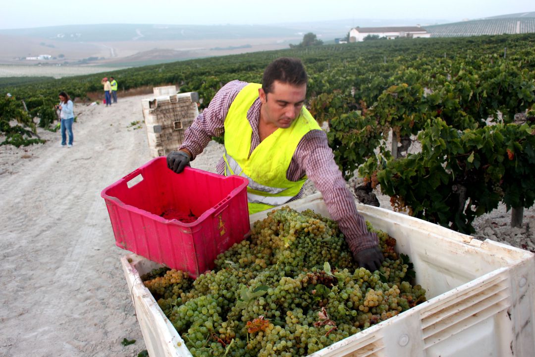 Jornalero trabajando en una de las viñas jerezanas Jornalero trabajando en una de las viñas jerezanas
