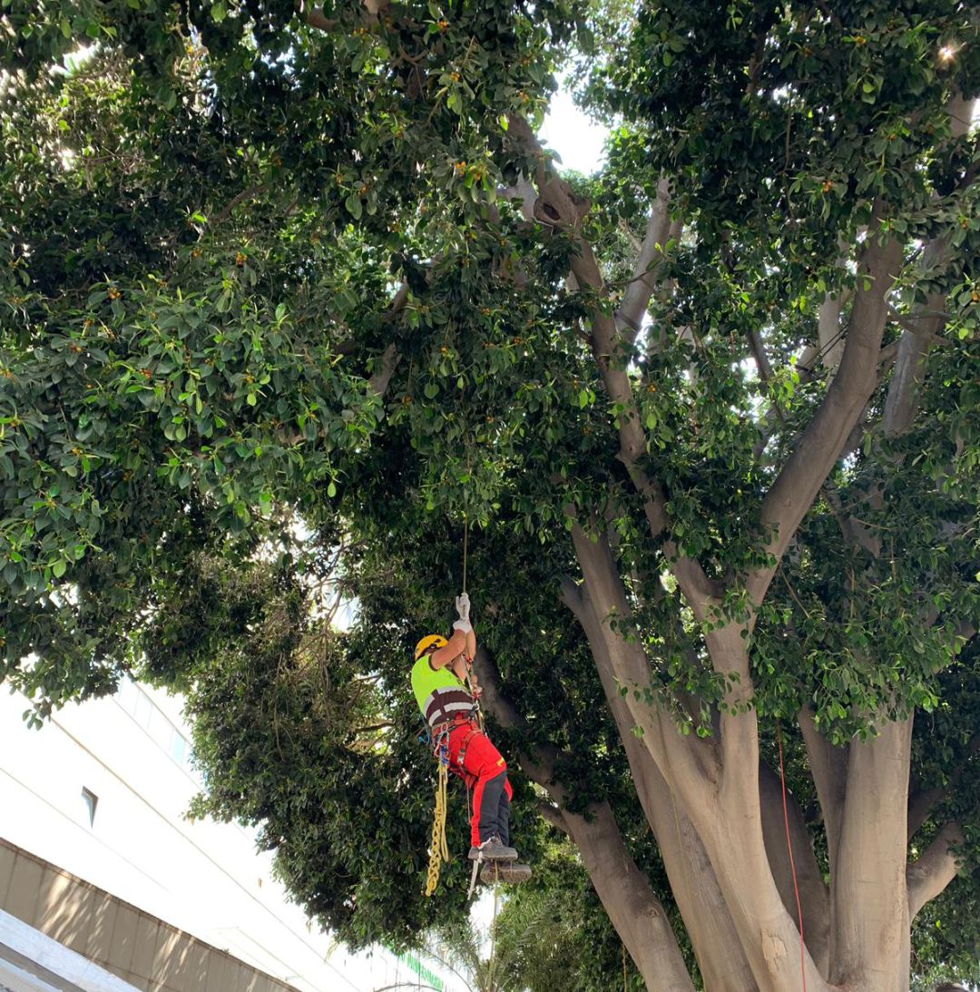 Revisan e hidratan los ficus de Floridablanca por las altas temperaturas Revisan e hidratan los ficus de Floridablanca por las altas temperaturas