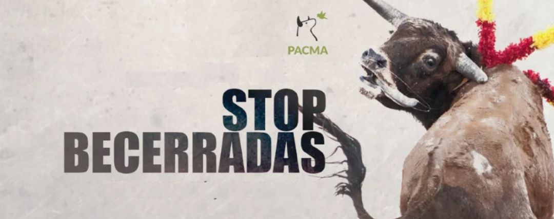 Campaña del PACMA contra las becerradas Campaña del PACMA contra las becerradas