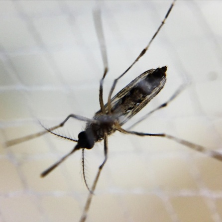 Mosquito aedes hembra, causante del dengue Mosquito aedes hembra, causante del dengue