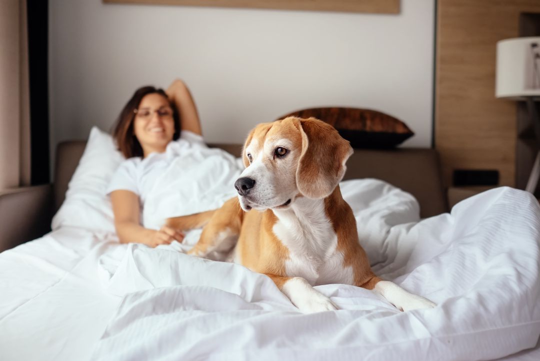 Perro en la cama un hotel Perro en la cama un hotel