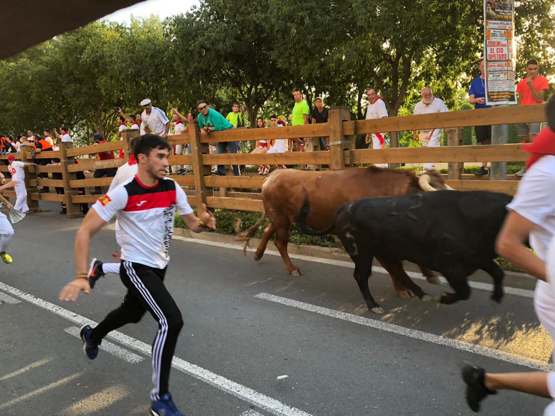 La ganadería de Pincha han protagonizado una carrera rápida sin atenciones graves La ganadería de Pincha han protagonizado una carrera rápida sin atenciones graves