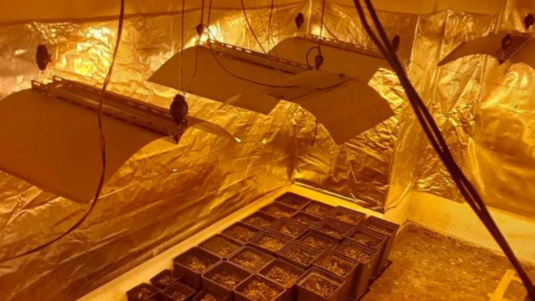 La Policía Local desarticula una plantación de marihuana en la Malva-rosa La Policía Local desarticula una plantación de marihuana en la Malva-rosa