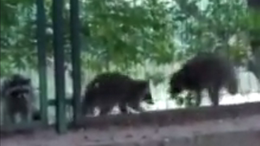 Los Mapaches llegan a la ciudad