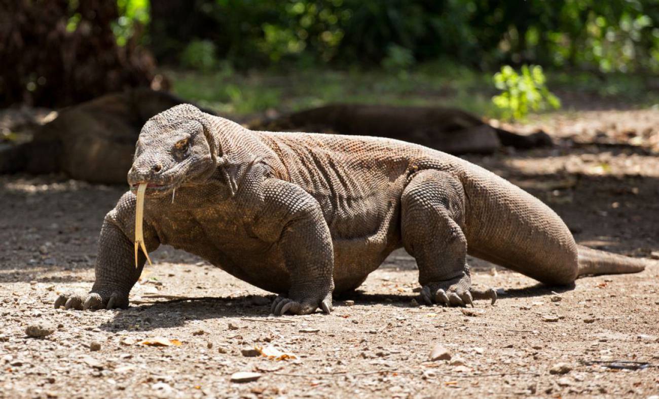 Los Genes Del Dragon De Komodo Revelan El Gran Secreto Sobre Su Evolucion Ciencia Y Tecnologia Cadena Ser