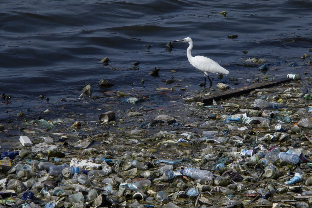Celia Ojeda: "El 30% de la superficie de los oceanos debería estar protegida para 2030" Celia Ojeda: "El 30% de la superficie de los oceanos debería estar protegida para 2030"