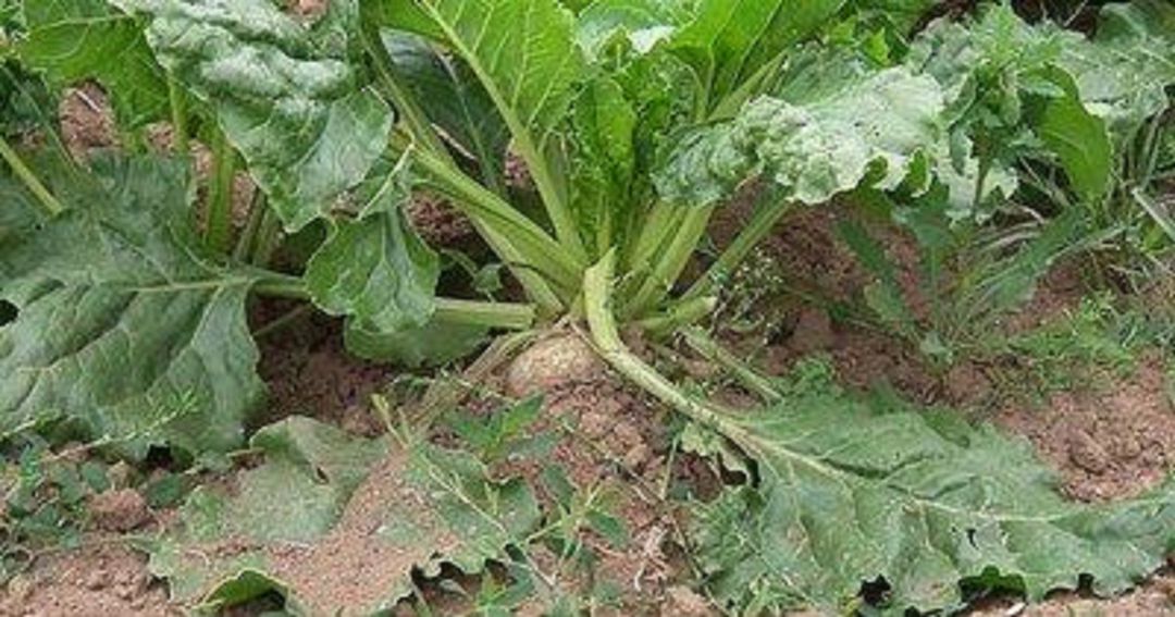 El cultivo de remolacha no obtiene beneficios con la bajada de precios de Azucarera El cultivo de remolacha no obtiene beneficios con la bajada de precios de Azucarera