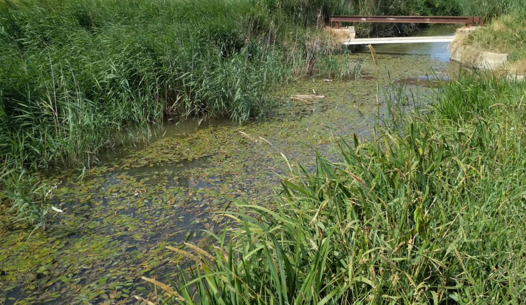Acequias con agua estancada Acequias con agua estancada