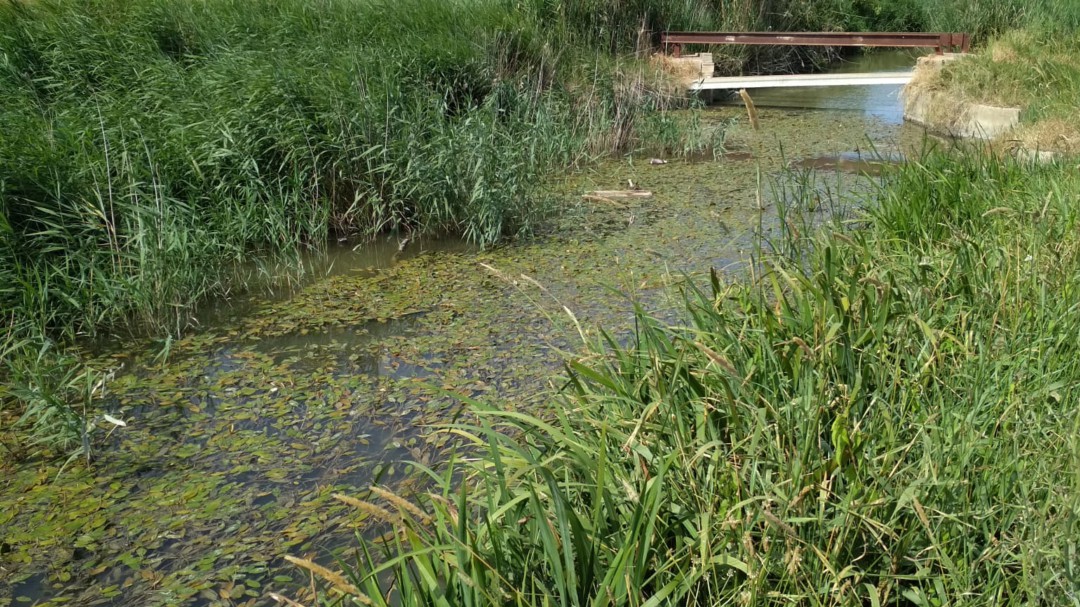 AVA acusa a la Conselleria de romper el ecosistema de la Albufera