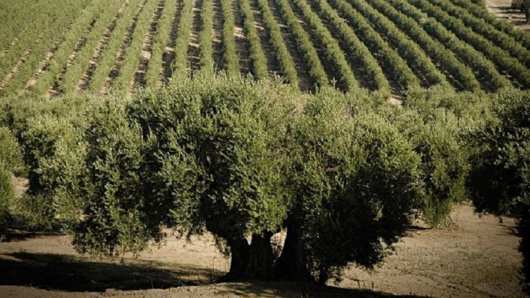 La UJA celebra el cambio de definición del aceite de oliva por parte de la RAE