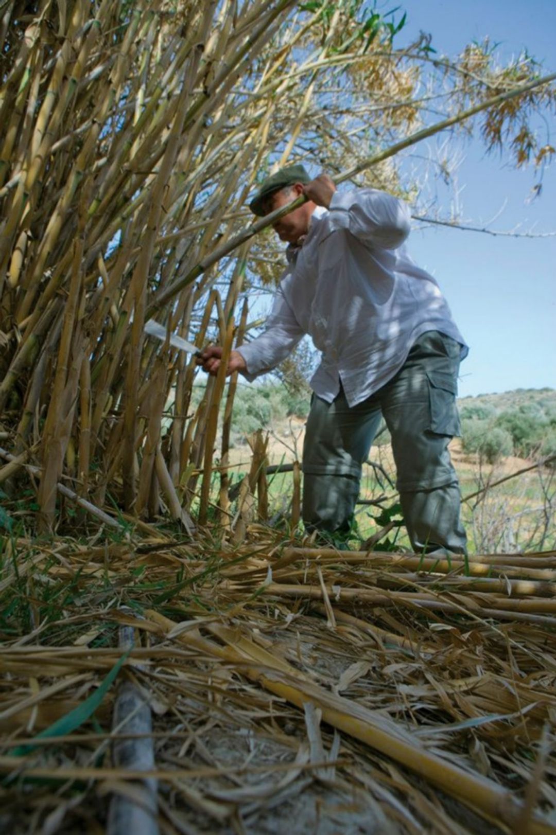 Antonio Gandano cortando cañas. Antonio Gandano cortando cañas.