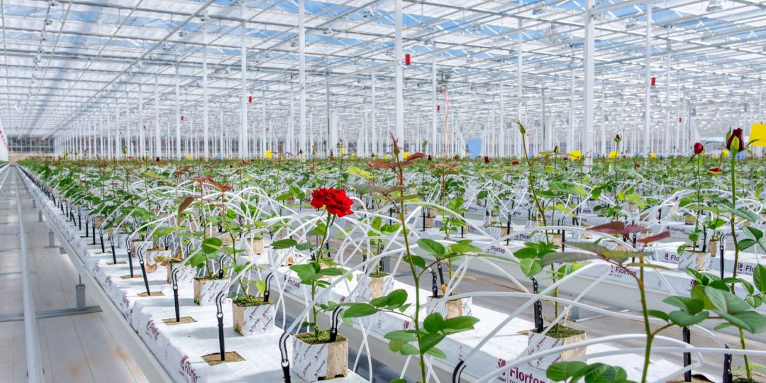 Los trabajadores de Aleia Roses cobrarán el viernes la nómina de julio y la paga extra que tenían pendiente Los trabajadores de Aleia Roses cobrarán el viernes la nómina de julio y la paga extra que tenían pendiente