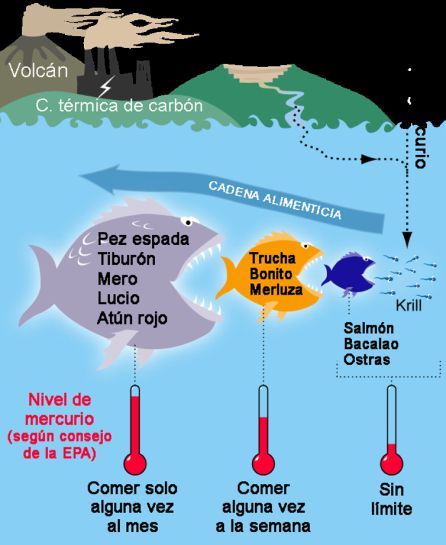 El diagrama muestra la penetración del mercurio en la cadena alimenticia marina con los niveles que acumulan los distintos tipos de peces y las recomendaciones de la Agencia de Protección Medioambiental de Estados Unidos (USEPA) sobre sus cantidades de consumo aconsejables. El diagrama muestra la penetración del mercurio en la cadena alimenticia marina con los niveles que acumulan los distintos tipos de peces y las recomendaciones de la Agencia de Protección Medioambiental de Estados Unidos (USEPA) sobre sus cantidades de consumo aconsejables.