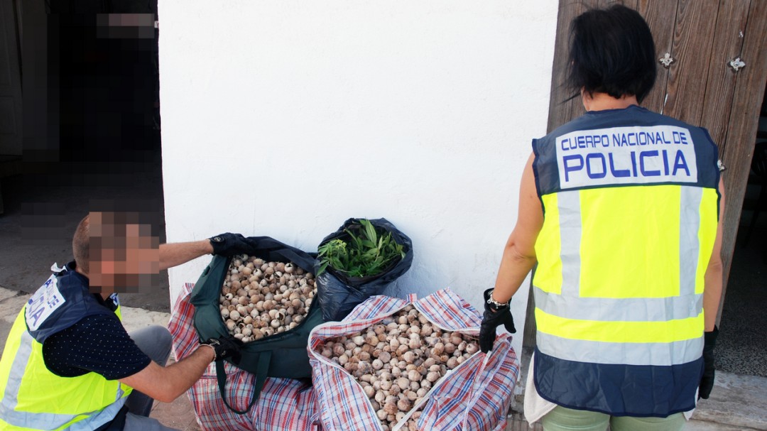 La Policía Nacional detiene al empleado de un vivero por cultivar marihuana