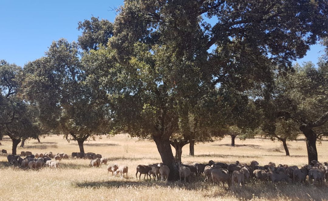 El duro verano en la dehesa de Los Pedroches El duro verano en la dehesa de Los Pedroches