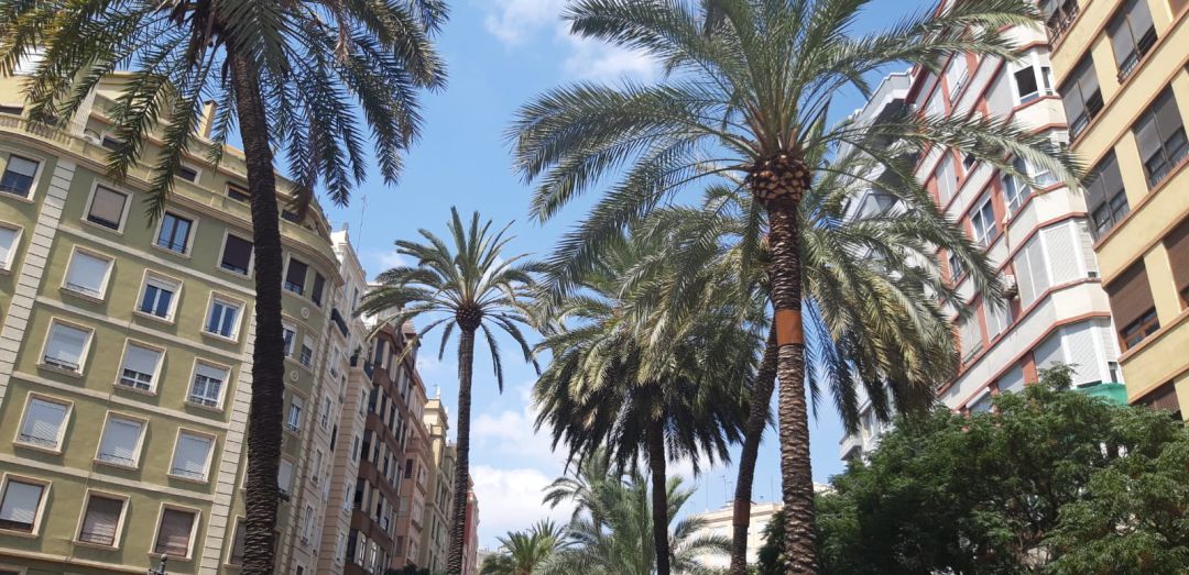 Más de 200 palmeras se podarán en Reino de Valencia para evitar su fractura Más de 200 palmeras se podarán en Reino de Valencia para evitar su fractura