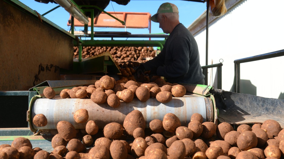Se desploma casi la mitad el precio de la patata en un mes