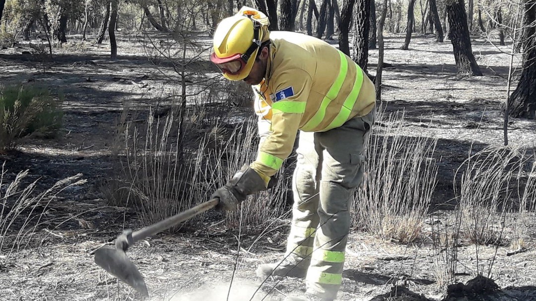 Objetivo: recuperar el monte quemado en el incendio forestal de Barchín del Hoyo