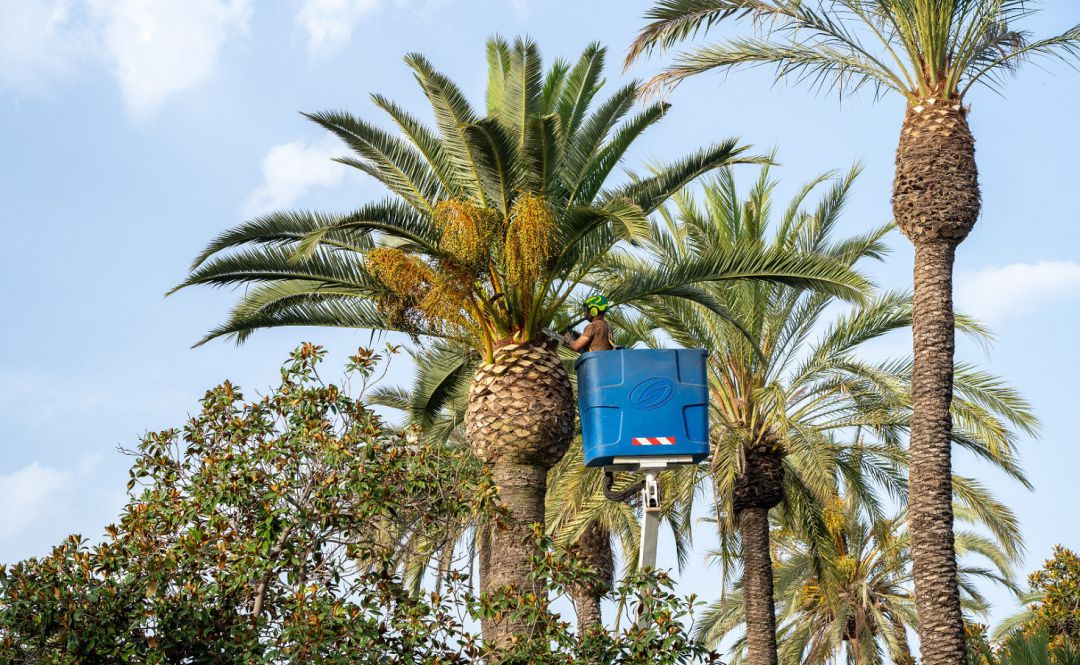 El Ayuntamiento de Cartagena pone a punto las palmeras del centro de la ciudad durante el verano El Ayuntamiento de Cartagena pone a punto las palmeras del centro de la ciudad durante el verano