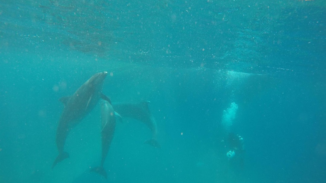 Liberan a tres delfines mulares en la almadraba de La Azohía en Cartagena