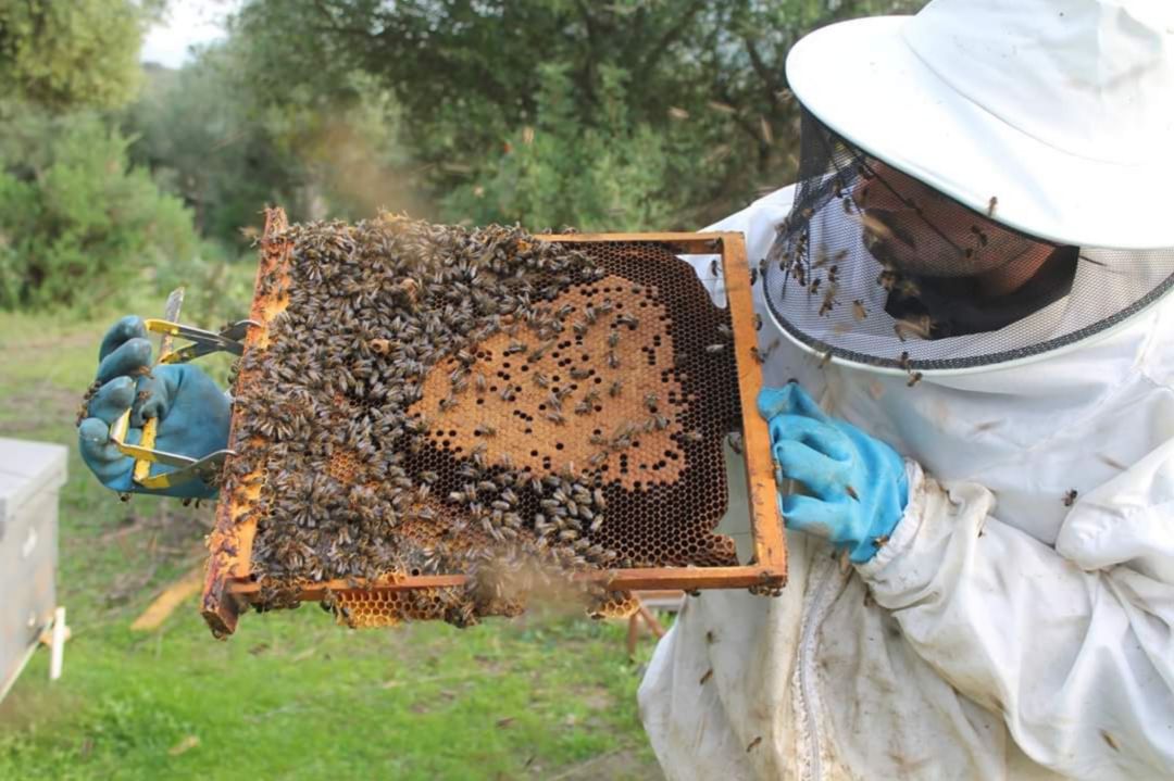 Álvaro Duarte junto a uno de sus panales de abejas. Álvaro Duarte junto a uno de sus panales de abejas.
