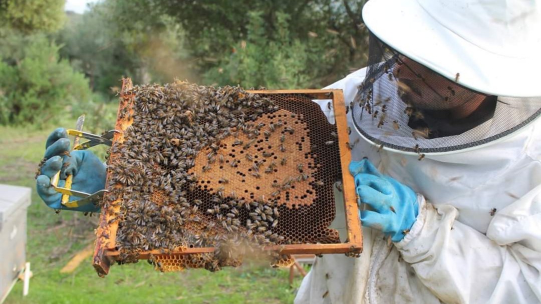 "Matar abejas está condenado con pena de cárcel"