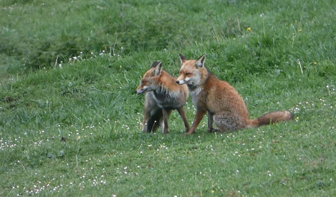 FAPAS explica que la sarna es una amenaza añadida para una especie que ya sufre una gran presión cinegética. FAPAS explica que la sarna es una amenaza añadida para una especie que ya sufre una gran presión cinegética.