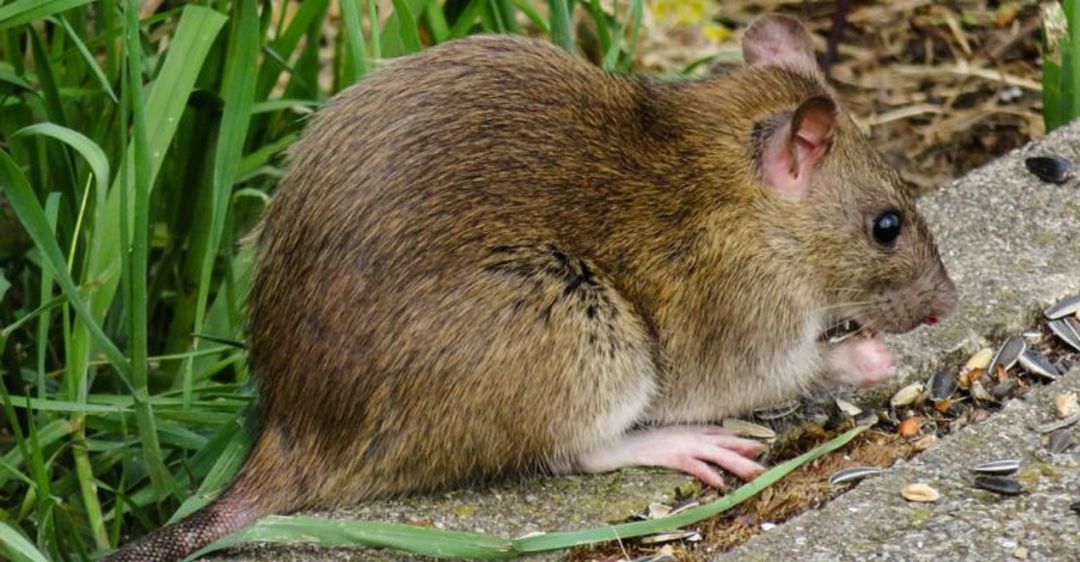 Vecinos de Villanueva del Pardillo alertan de una plaga de roedores Vecinos de Villanueva del Pardillo alertan de una plaga de roedores