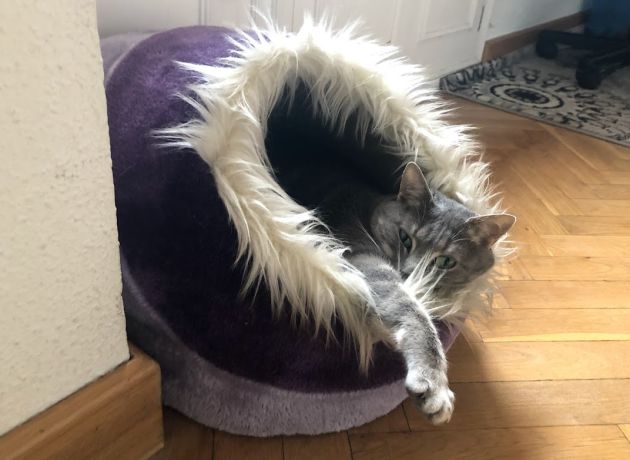 Gato muy casero. Gato muy casero.