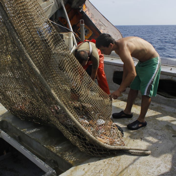 Mar. Adiós plancton, hola gambas.
