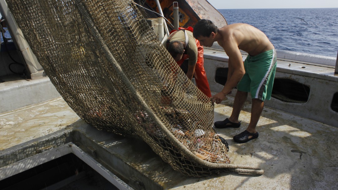 Mar. Adiós plancton, hola gambas.
