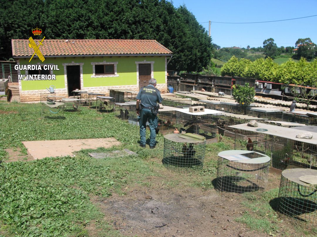 La Guardia Civil investiga a 17 personas en Asturias relacionadas con peleas de gallos La Guardia Civil investiga a 17 personas en Asturias relacionadas con peleas de gallos
