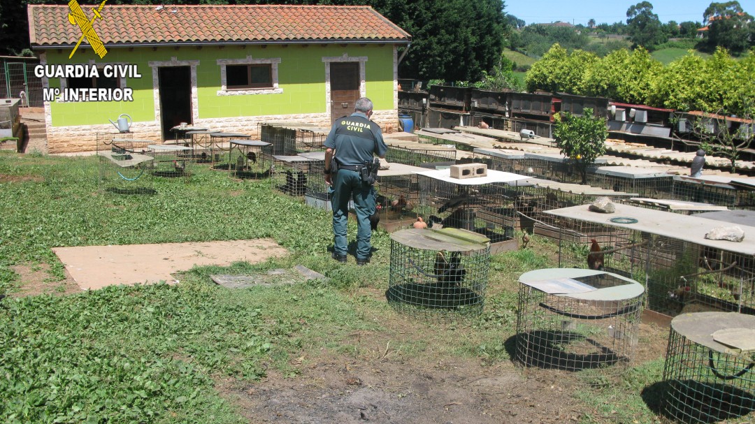 La Guardia Civil investiga a 17 personas en Asturias realacionadas con peleas de gallos