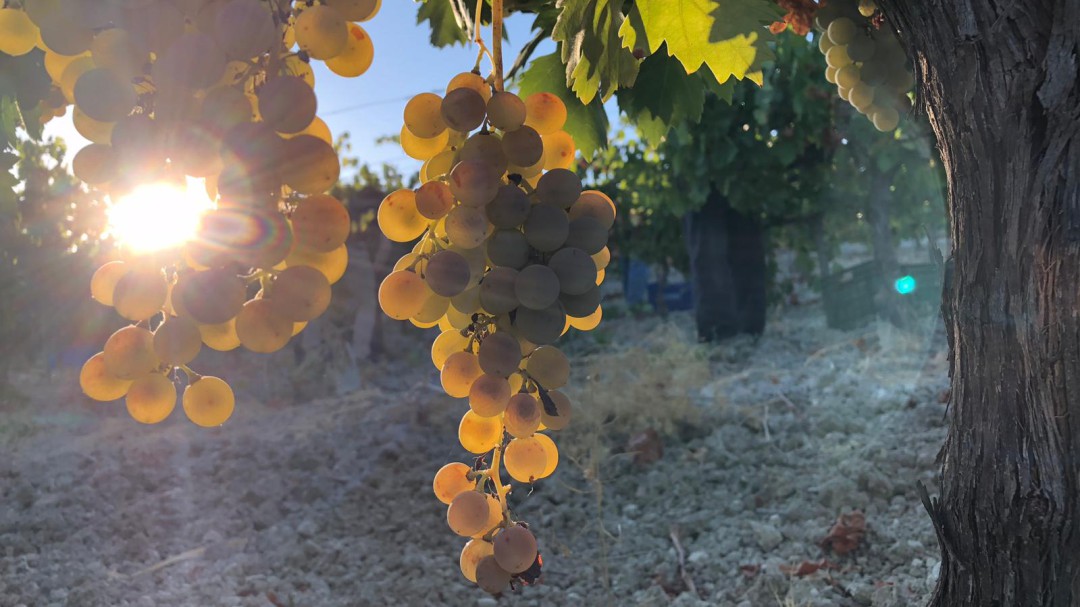 "Esta navidad habrá vino espumoso de Montilla para brindar"