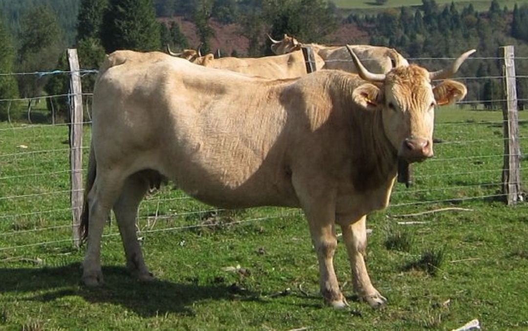 9 vacas, las primeras "pasajeras" del Aeropuerto de Ciudad Real 9 vacas, las primeras "pasajeras" del Aeropuerto de Ciudad Real