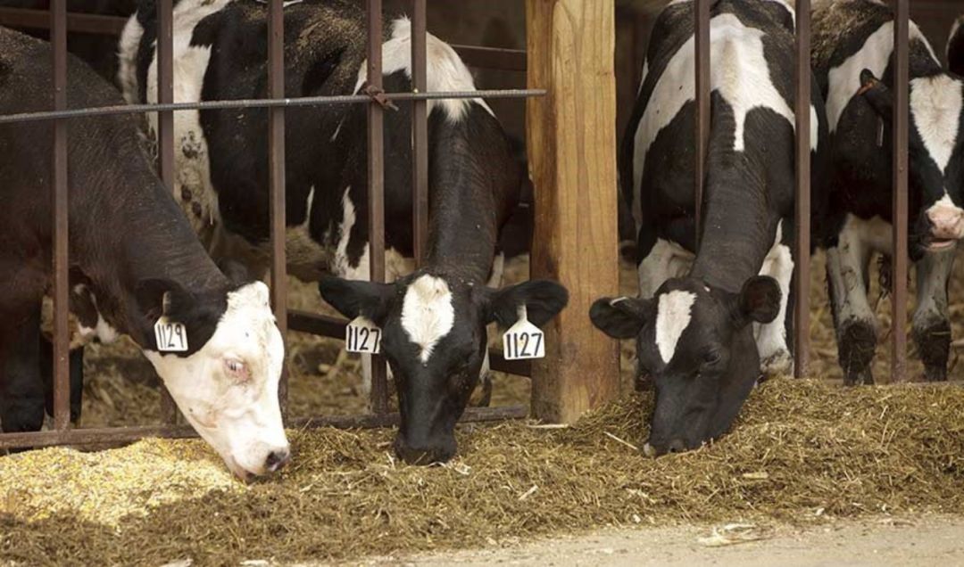 Vacas, fuente de metano, en una explotación ganadera. Vacas, fuente de metano, en una explotación ganadera.