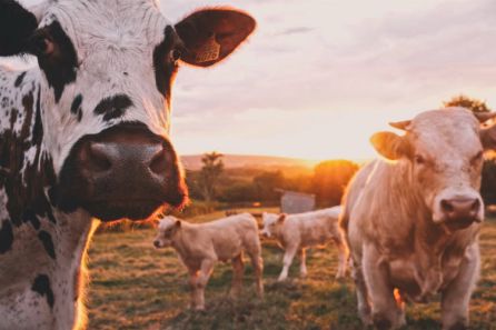 Comer menos carne contra el cambio climático: una estrategia controvertida y llena de matices Comer menos carne contra el cambio climático: una estrategia controvertida y llena de matices