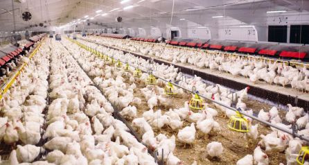 Comer menos carne contra el cambio climático: una estrategia controvertida y llena de matices Comer menos carne contra el cambio climático: una estrategia controvertida y llena de matices