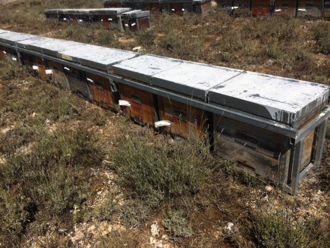 Colmenar trashumante en la zona de Sepúlveda Colmenar trashumante en la zona de Sepúlveda