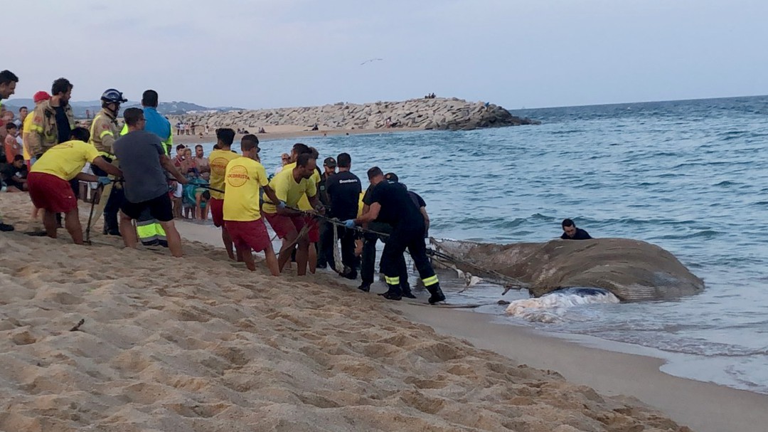 Es manté la bandera vermella a la platja de Mataró on va aparèixer una balena morta