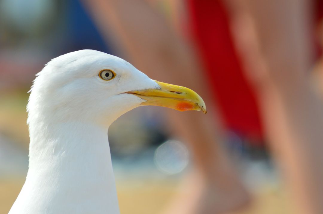 Han desaparecido 3 de cada 4 ejemplares de gaviotas en diez años Han desaparecido 3 de cada 4 ejemplares de gaviotas en diez años