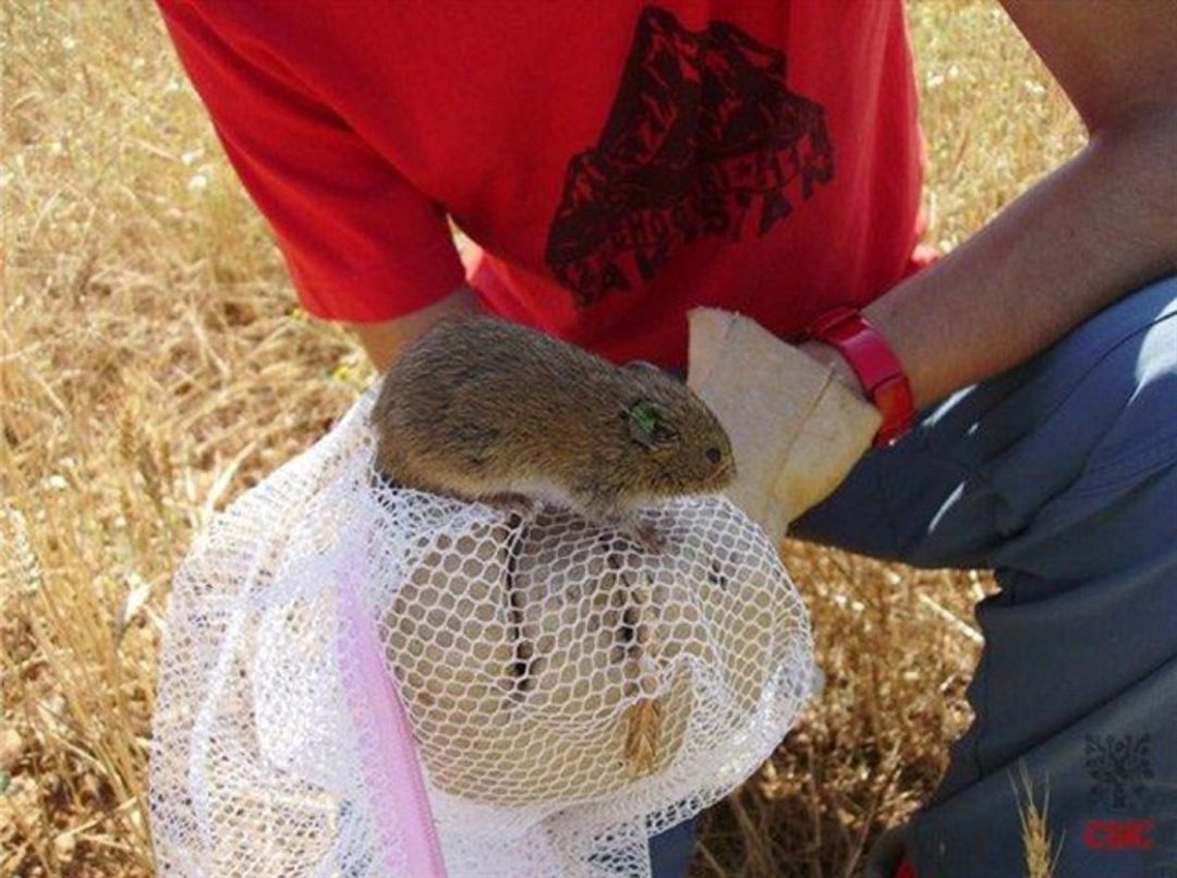 Siguen aumentando los casos de tularemia en Palencia Siguen aumentando los casos de tularemia en Palencia