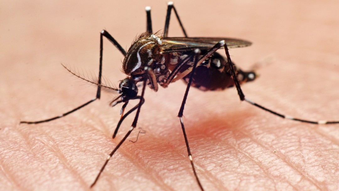 Cómo los mosquitos cambiaron la historia de la humanidad