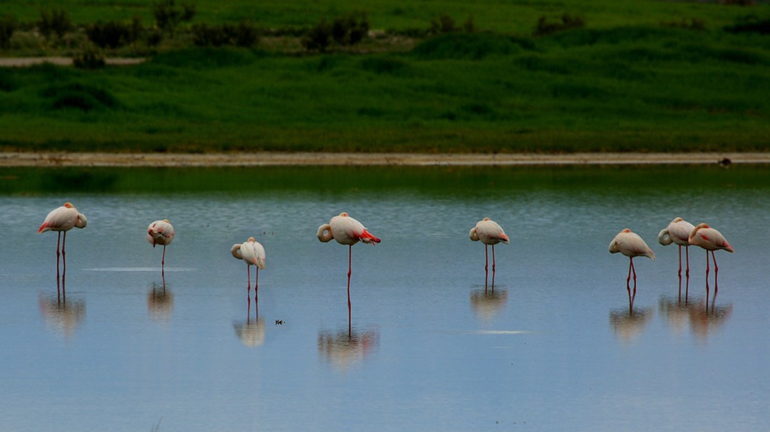 La Fiscalía investiga si hay delito en la roturación de tierras en el humedal de El Baíco