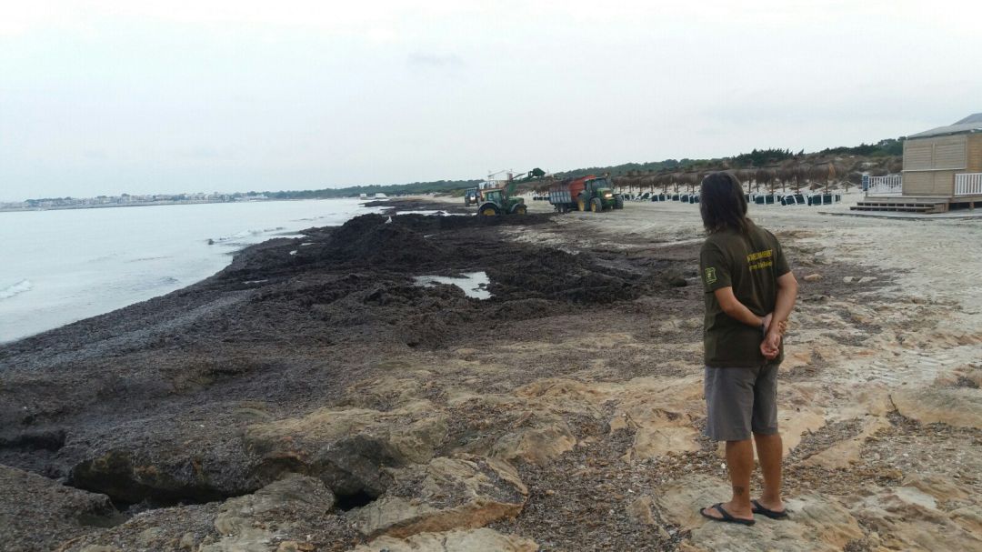 Guerra abierta entre PSIB y Més por la crisis de la posidonia Guerra abierta entre PSIB y Més por la crisis de la posidonia