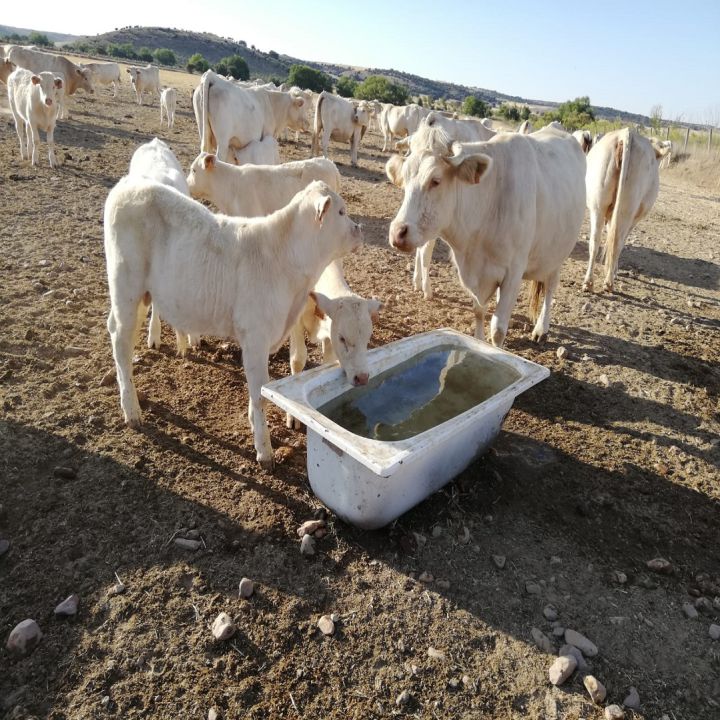 "Una vaca puede beber al día unos 80 litros de agua"