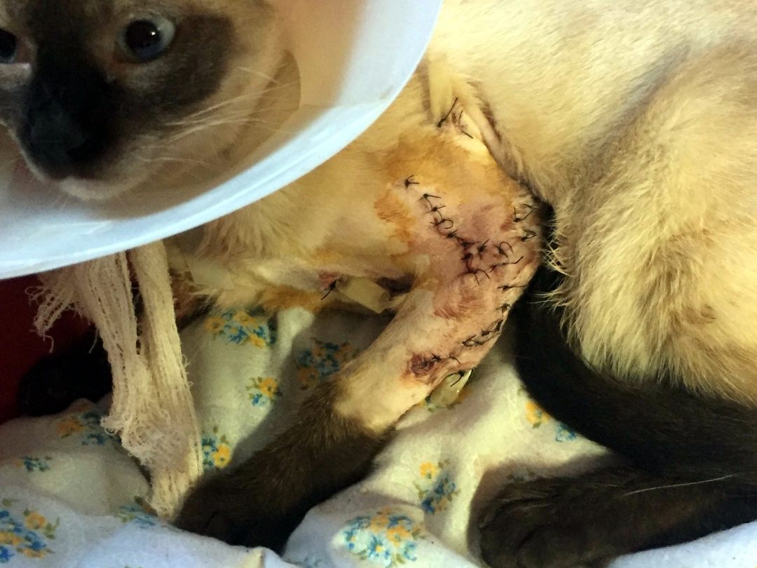 Las heridas que presenta el gato que ha tenido que ser intervenido de urgencia Las heridas que presenta el gato que ha tenido que ser intervenido de urgencia