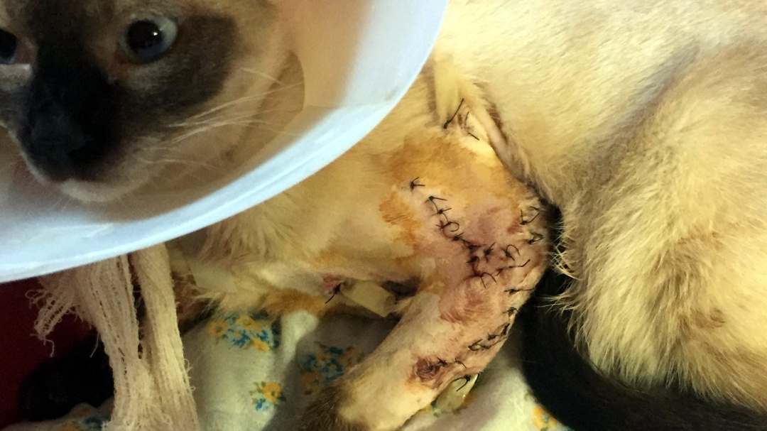 Investigan las trampas para gatos que han causado graves heridas a varios animales en un pueblo de Girona